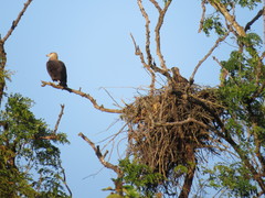 Haliaeetus leucoryphus