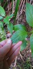 Lobelia physaloides