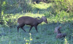 Axis porcinus