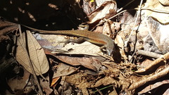 Eutropis rudis