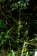 Chlorophytum bowkeri