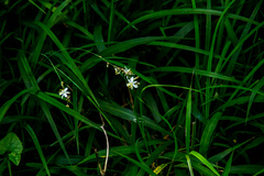 Chlorophytum saundersiae