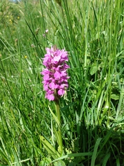 Dactylorhiza praetermissa