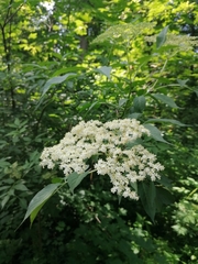Sambucus nigra