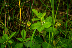 Eriosema parviflorum