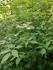 Sambucus nigra