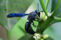 Allorhynchium argentatum