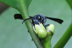 Allorhynchium argentatum