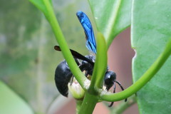 Allorhynchium argentatum