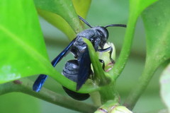 Allorhynchium argentatum