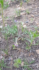 Gueldenstaedtia verna