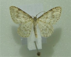 Hydrelia sylvata
