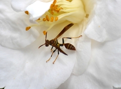 Mischocyttarus mexicanus cubicola