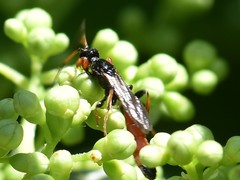 Crypteffigies lanius