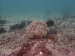 Dendronephthya australis