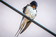 Hirundo rustica gutturalis