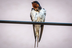 Hirundo rustica gutturalis