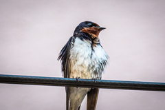 Hirundo rustica gutturalis