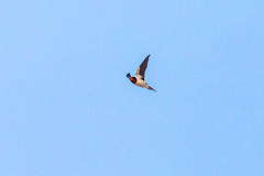Hirundo rustica gutturalis
