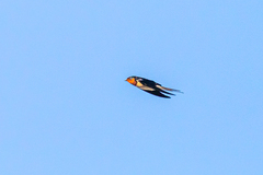 Hirundo rustica gutturalis