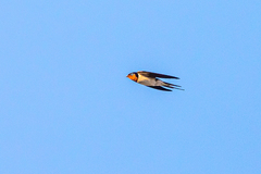 Hirundo rustica gutturalis