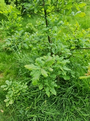 Quercus robur