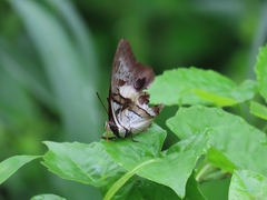 Polyura schreiber
