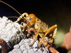 Hemideina ricta