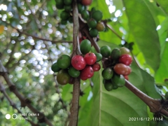 Coffea liberica