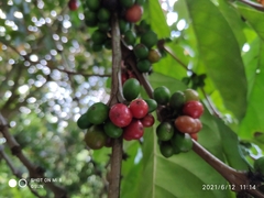 Coffea liberica