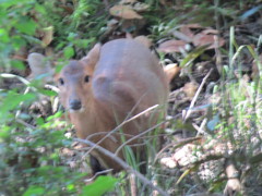 Axis porcinus
