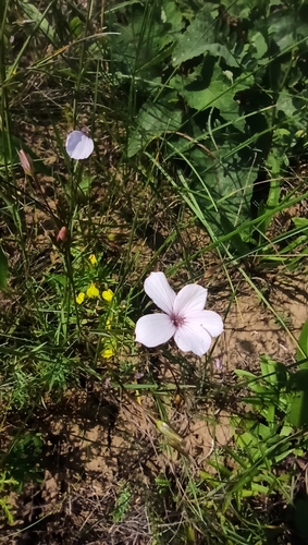 Another photo of Fine leaved flax