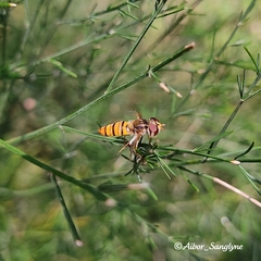 Episyrphus viridaureus