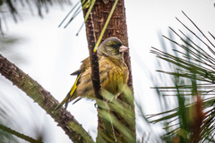 Chloris sinica minor