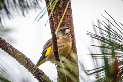 Chloris sinica minor