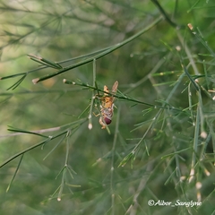 Episyrphus viridaureus