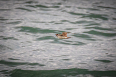 Charadrius alexandrinus alexandrinus