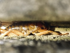Hemideina ricta
