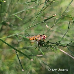 Episyrphus viridaureus