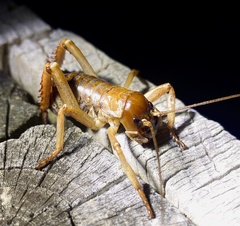 Hemideina ricta