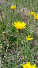 Crepis crocea