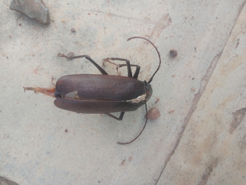 Macrotoma palmata