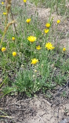 Crepis crocea
