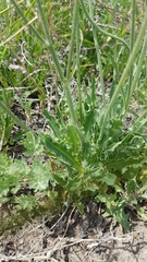 Crepis crocea