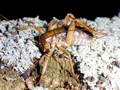 Hemideina ricta