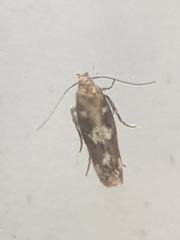 Caryocolum marmorea