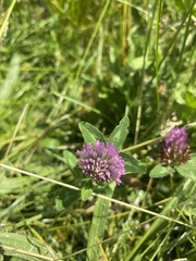 Trifolium pratense