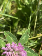 Trifolium pratense