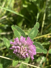 Trifolium pratense