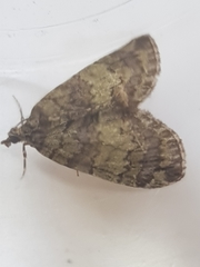 Hydriomena impluviata